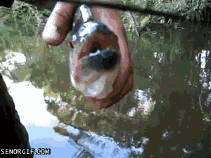 Fish Scissors GIF