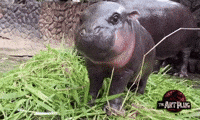 Hungry Lets Eat GIF by Marcel Katz / The Art Plug
