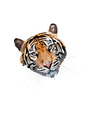 Tiger Sticker