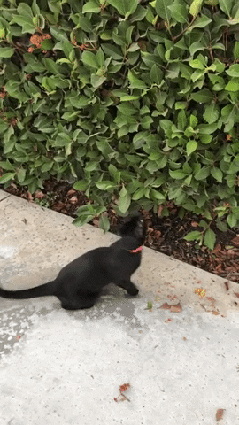 Triton_CopyWriting cat cute cat black cat searching GIF
