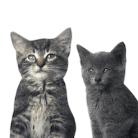 Cat Puppets Sticker by MINI Italia