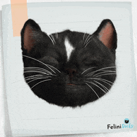 Happy Cat GIF by Felini Rocks