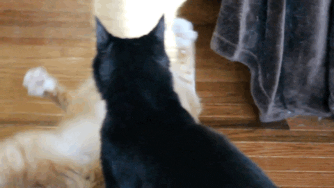 cat fight GIF by America's Funniest Home Videos