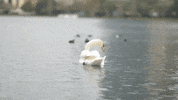 Water No GIF by City of Orlando
