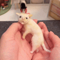 Throw Up French GIF