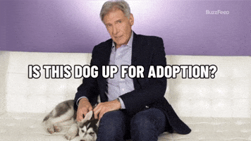 Dop Up For Adoption?