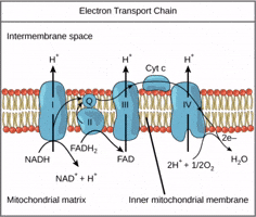 Biology Electron GIF