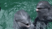 georgiaaquarium dolphin GIF