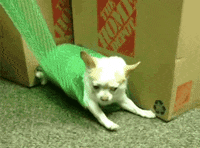 ov GIF