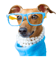 iggyjoey iggy greyhound italian greyhound sighthound Sticker