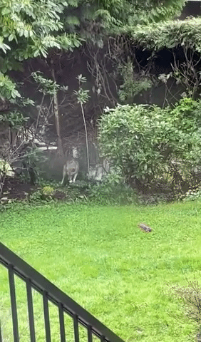 Adorable Coyote Plays With Toys in Backyard