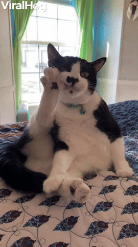 Cat Gets Really In To Her Pedicure