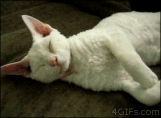 Video gif. Person pets the belly of a small sleeping white cat, who then wraps its arms around the person's wrist.