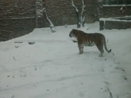 Buffalo Tiger Doesn't Mind the Snow