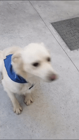 SPCA giphyupload GIF