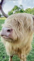 Scottish Highland Cow Getting Hair Brushed