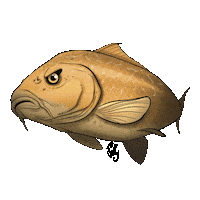 Carp Carpfishing Sticker by Jolly Fishing