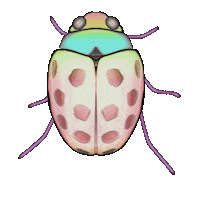 dinaaaaaah trippy ladybug Sticker
