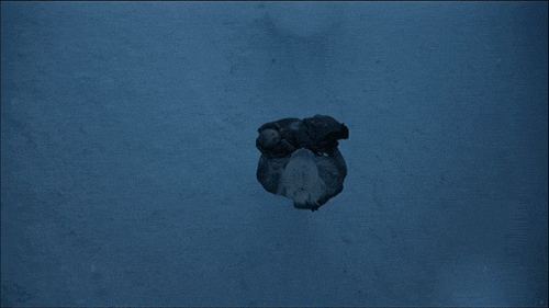 walkers GIF