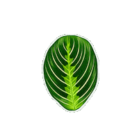 Lemon Lime Plant Sticker by Hankō