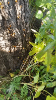 Asian Lady Beetles Swarm Ontario Garden as 'Overwintering' Starts