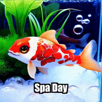 Fish Pets GIF by TheConfishius