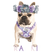 frankieandfriends frenchie french bulldog frankie frankie and friends Sticker