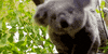 koala GIF
