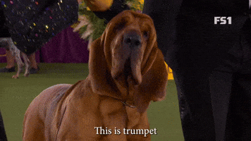 Trumpet Number Two Hound In The US