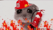 Fire Burn GIF by Sad Hamster