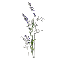 sveklaart flowers spring цветы весна Sticker