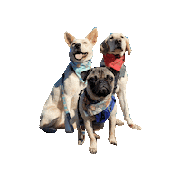 Dog Squad Dogs Sticker by Geekster Pets