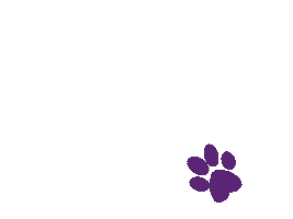 Paw Vet Sticker by Vetkom