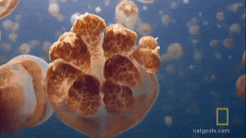 national geographic golden jellyfish GIF by Nat Geo Wild