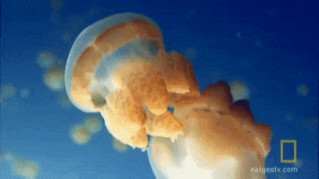 national geographic golden jellyfish GIF by Nat Geo Wild
