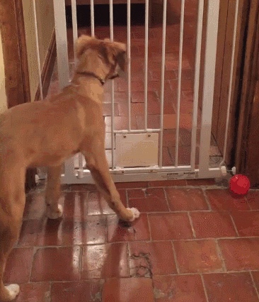 dog GIF