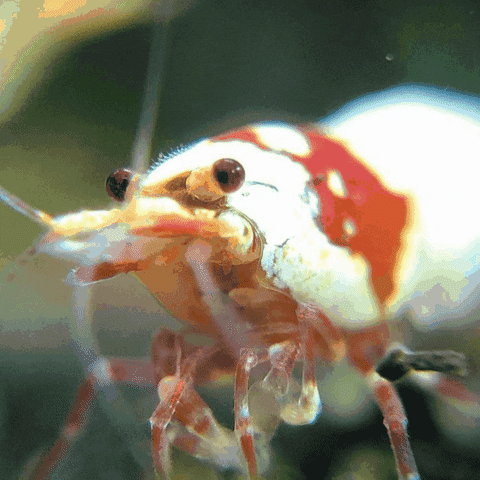 Cherry Shrimp Instagram GIF by AquariumMe