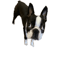 Dogs Puppy Sticker