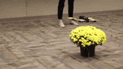 agrinovusin agrinovus agrinovus indiana GIF