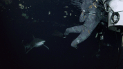 ship sharks GIF by Shark Week