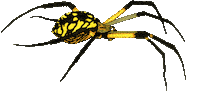 Creeping Black And Yellow Sticker by patternbase