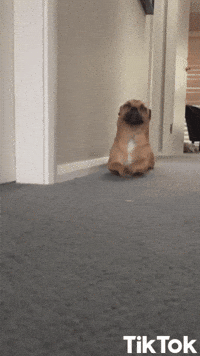 Cane Ho Fame GIF by TikTok Italia