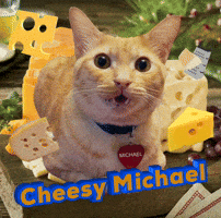 Cat Cheese GIF