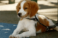 Dog Puppy GIF by Offspring on TEN