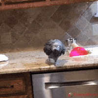EinsteinParrot  GIF