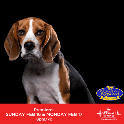 American Rescue Dog Show Ards GIF by Hallmark Channel