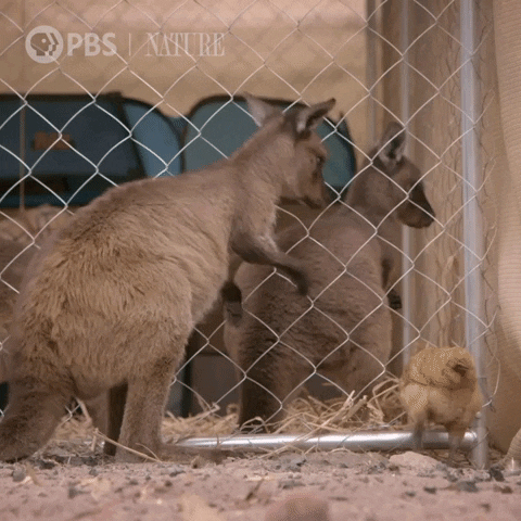 Pbs Nature Kangaroo GIF by Nature on PBS