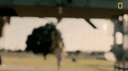 nat geo army GIF by National Geographic Channel
