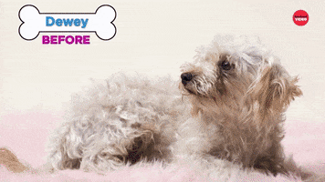 Dog Grooming GIF by BuzzFeed