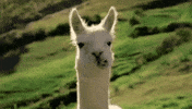 llama chew GIF